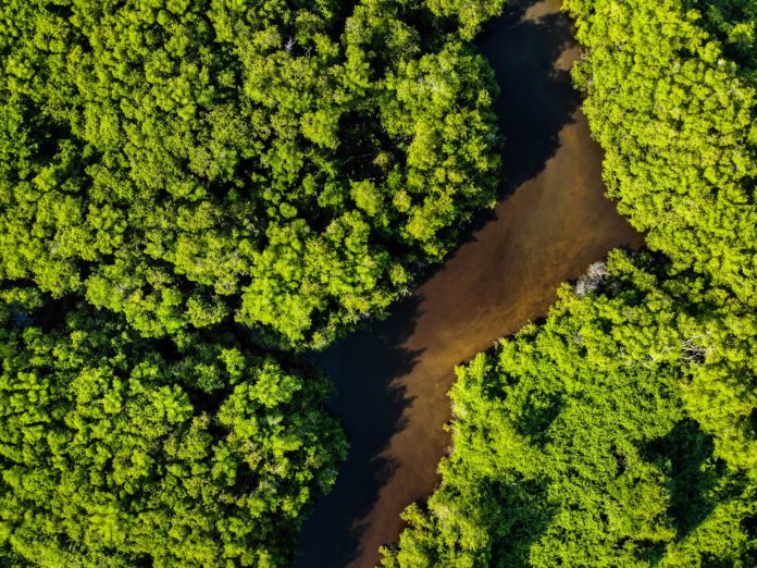 aerofotografia-arvores-brasil-1650669-696x522