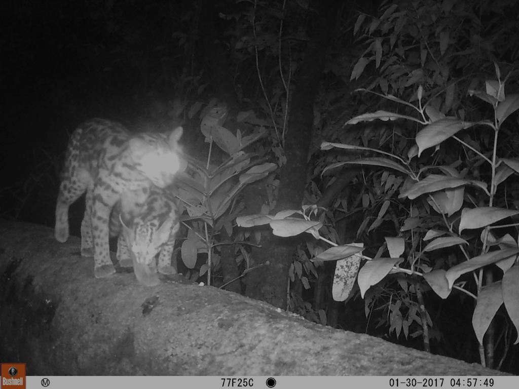 Leopardus wiedii (PROJETO FAUNA AMEAÇADA) -capa