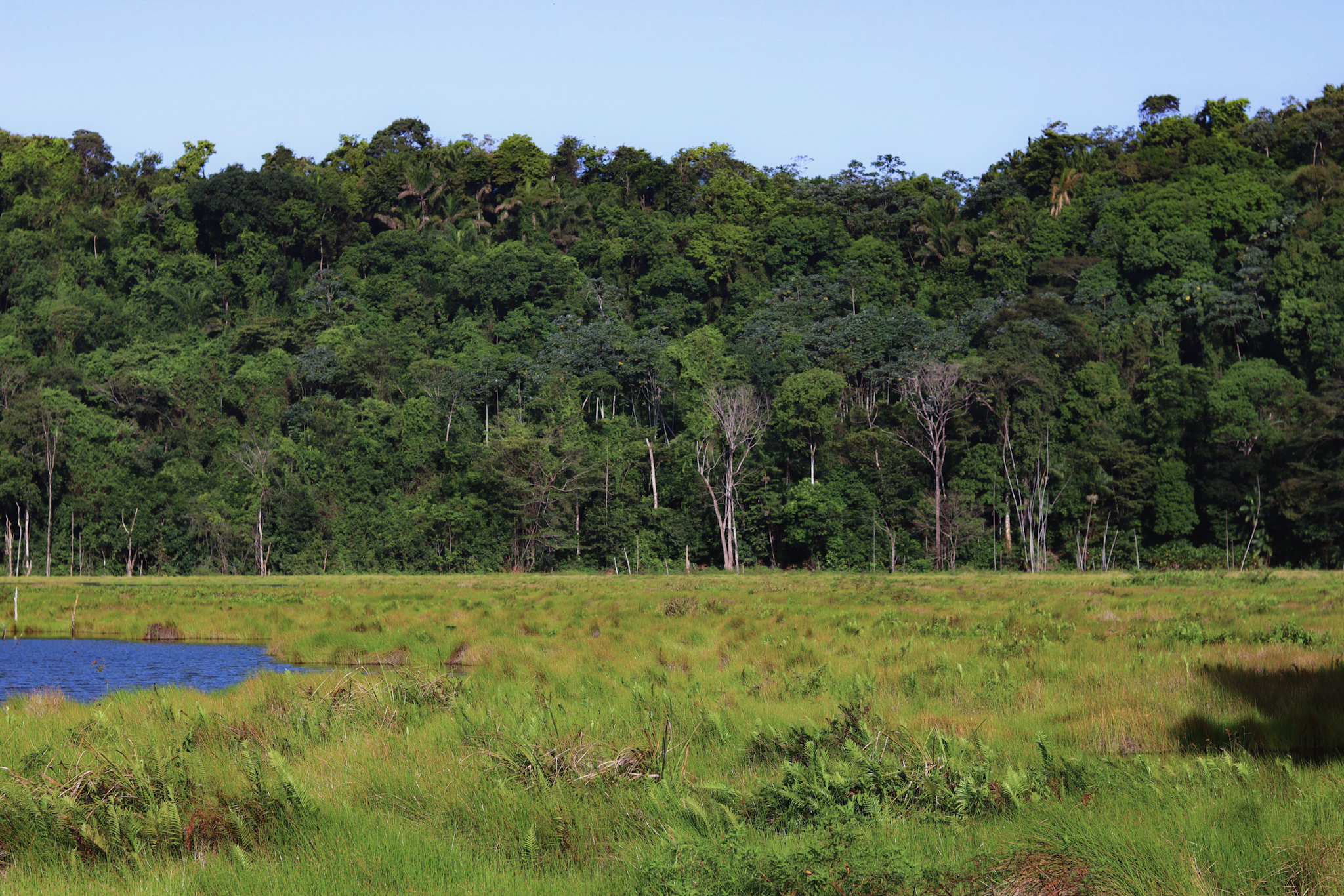 PROJETO AGROFLORESTA (CAPA)